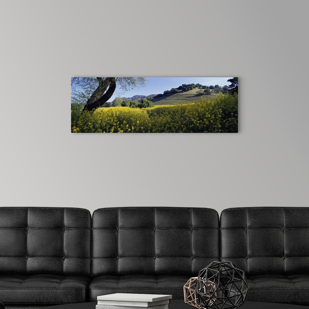 A modern room featuring California, Napa Valley, Mustard flowers in a field