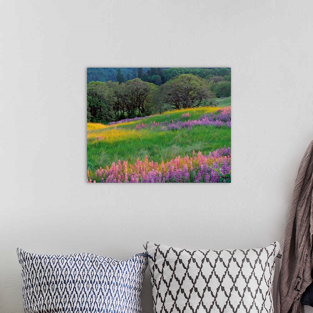A bohemian room featuring Horizontal, large photograph of a grassy filed full of lupine flowers and oak trees.  A tree cove...
