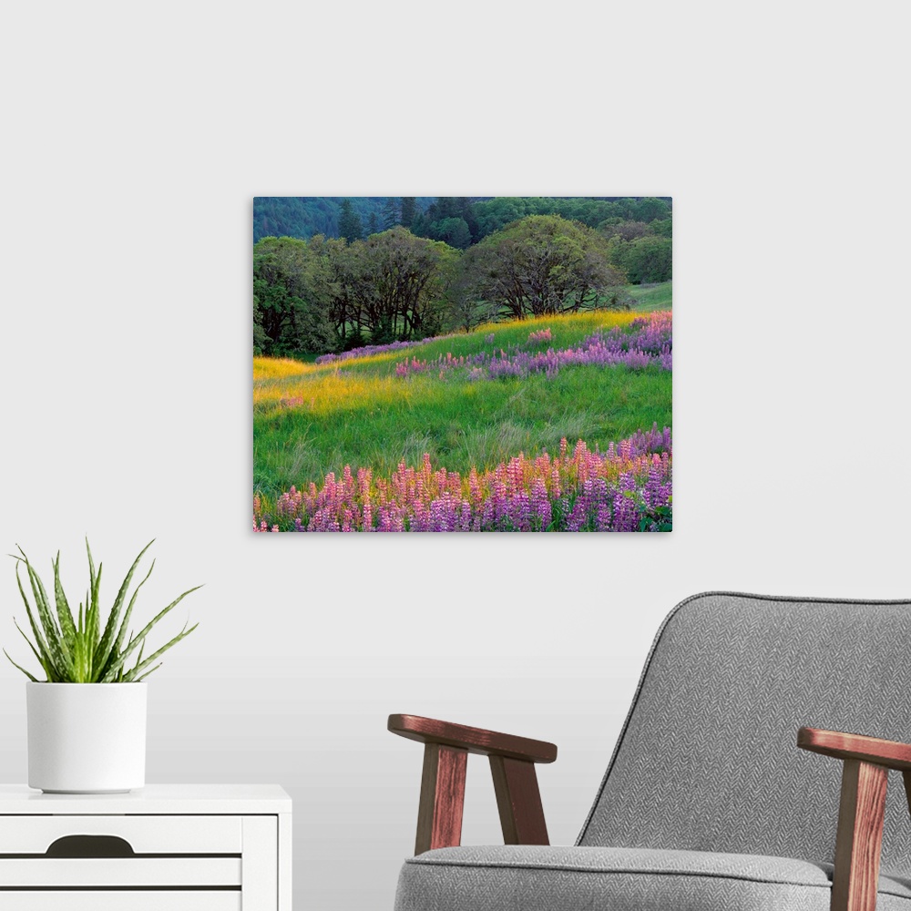 A modern room featuring Horizontal, large photograph of a grassy filed full of lupine flowers and oak trees.  A tree cove...