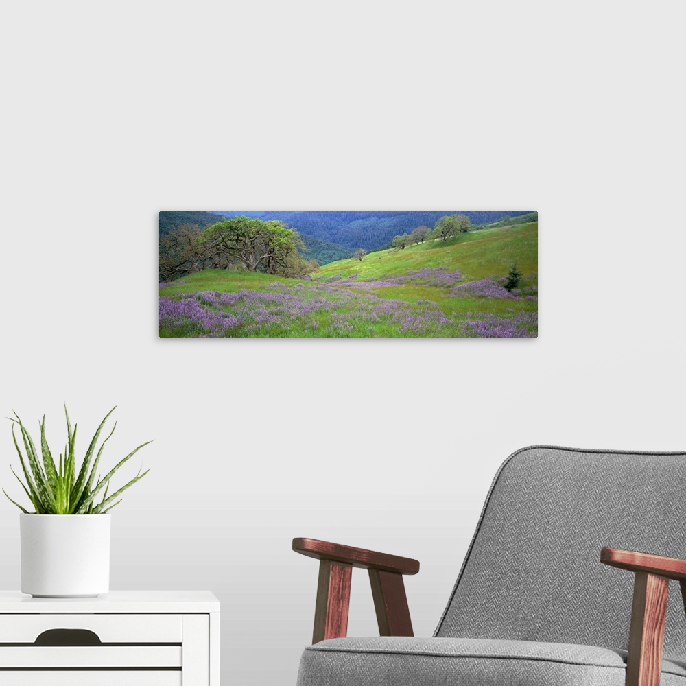 A modern room featuring California, Oregon, Hills with lupine and oak