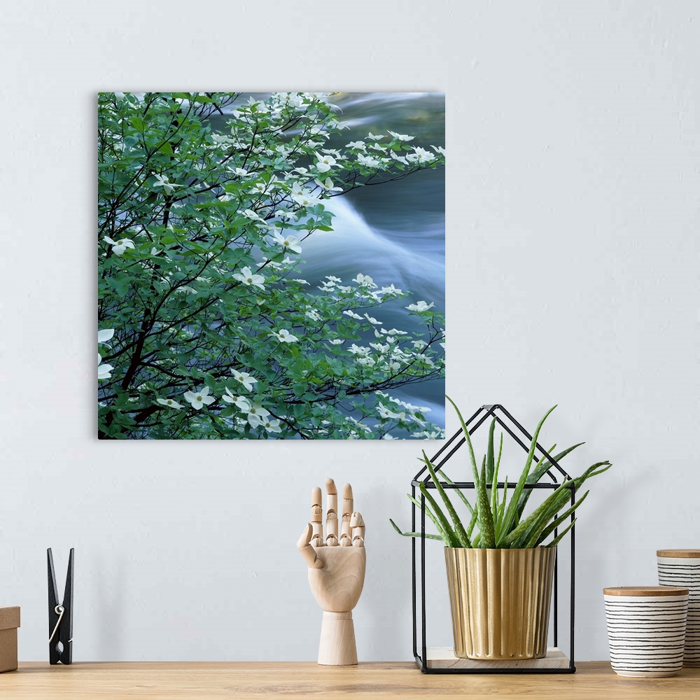 A bohemian room featuring Square photo of dogwood blossoms with water rushing in the background.