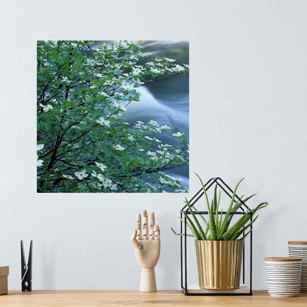 A bohemian room featuring Square photo of dogwood blossoms with water rushing in the background.