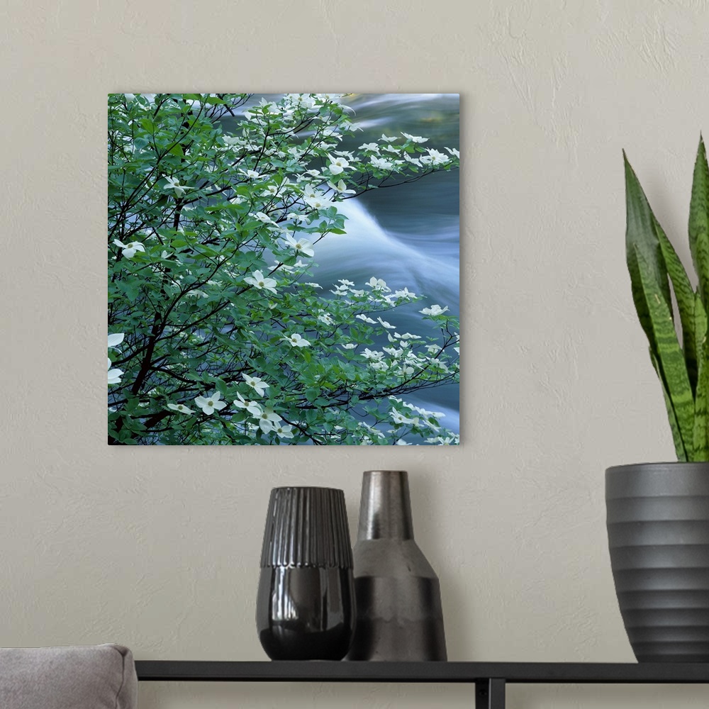 A modern room featuring Square photo of dogwood blossoms with water rushing in the background.