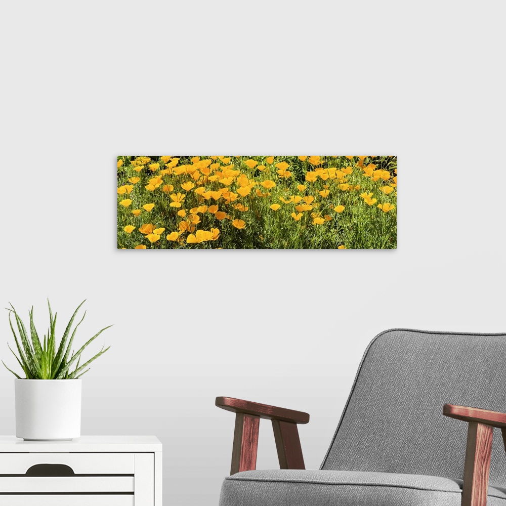 A modern room featuring California poppies in bloom