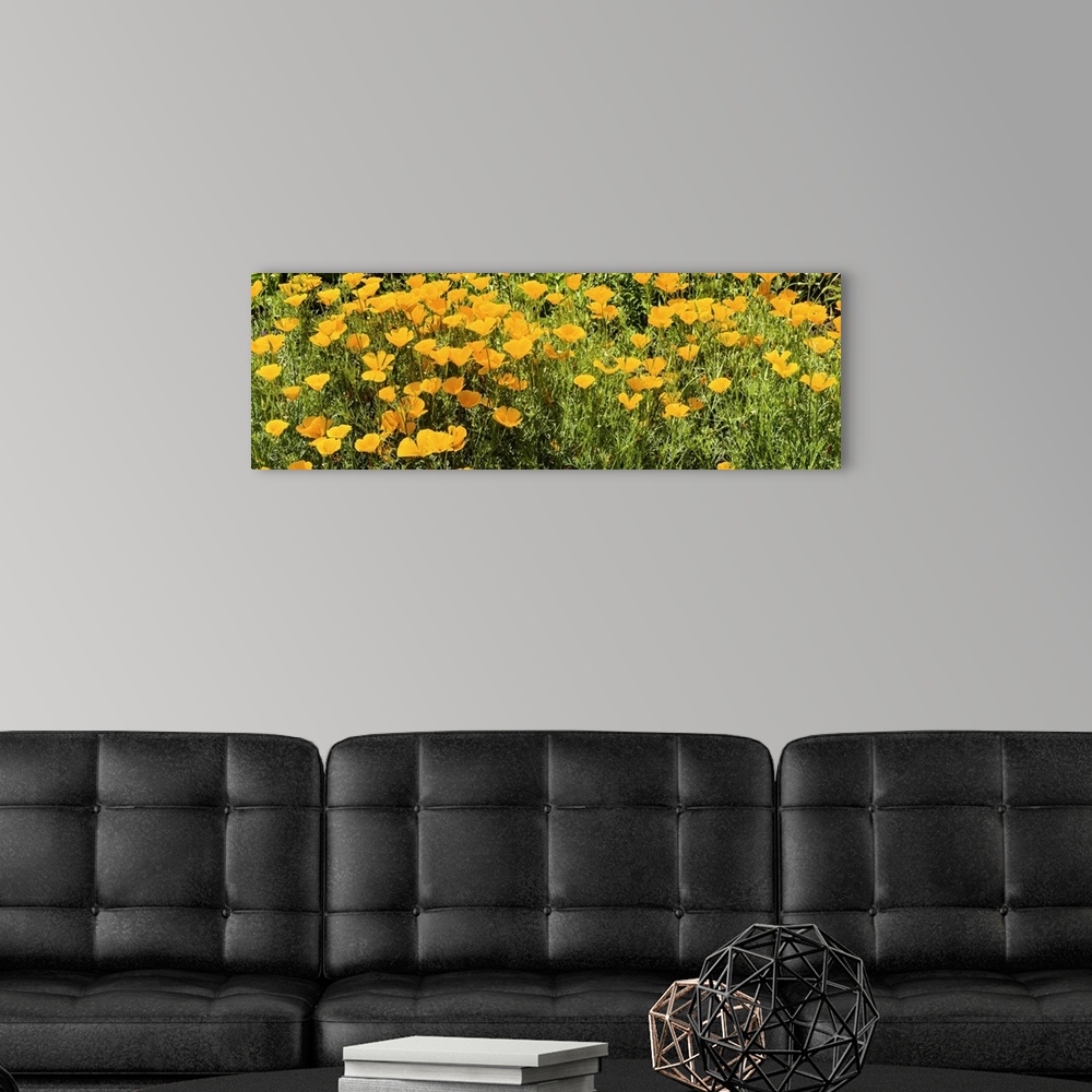 A modern room featuring California poppies in bloom
