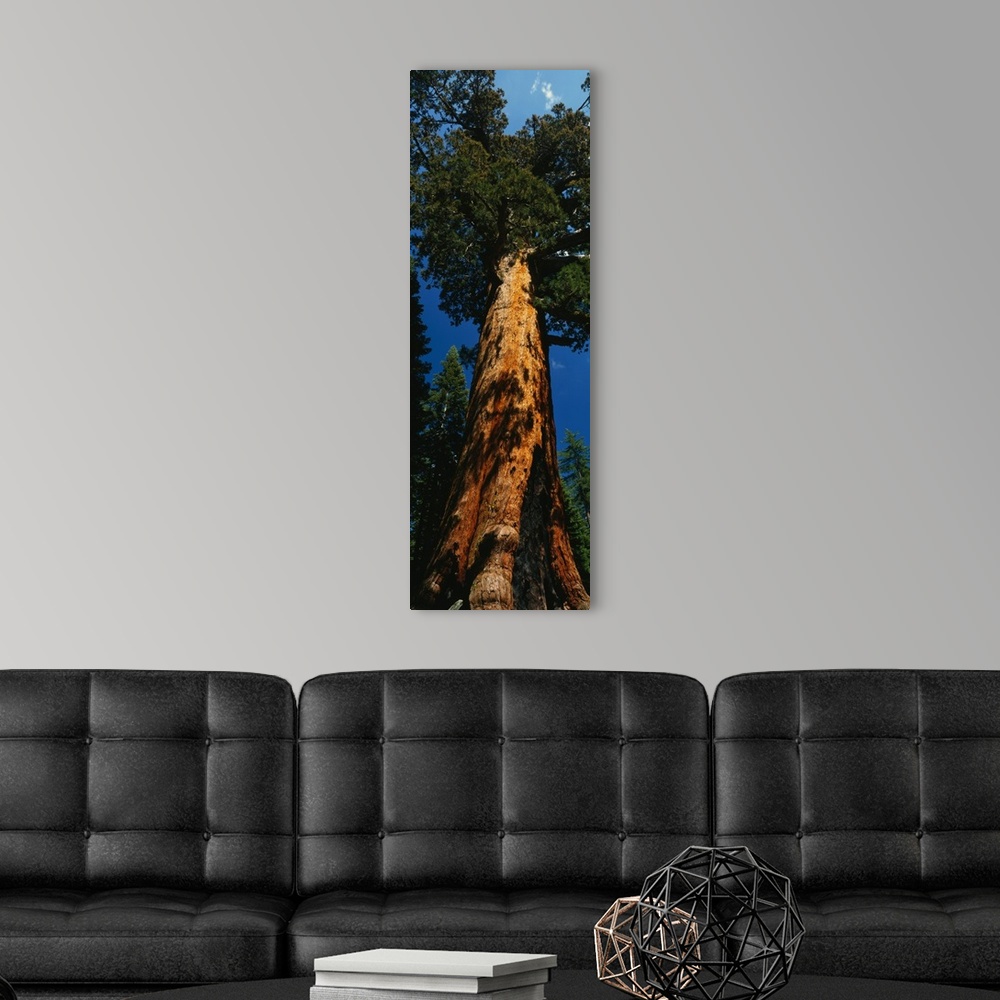 A modern room featuring Vertical photograph on a giant wall hanging of Grizzly Giant, the large redwood sequoia in Yosemi...