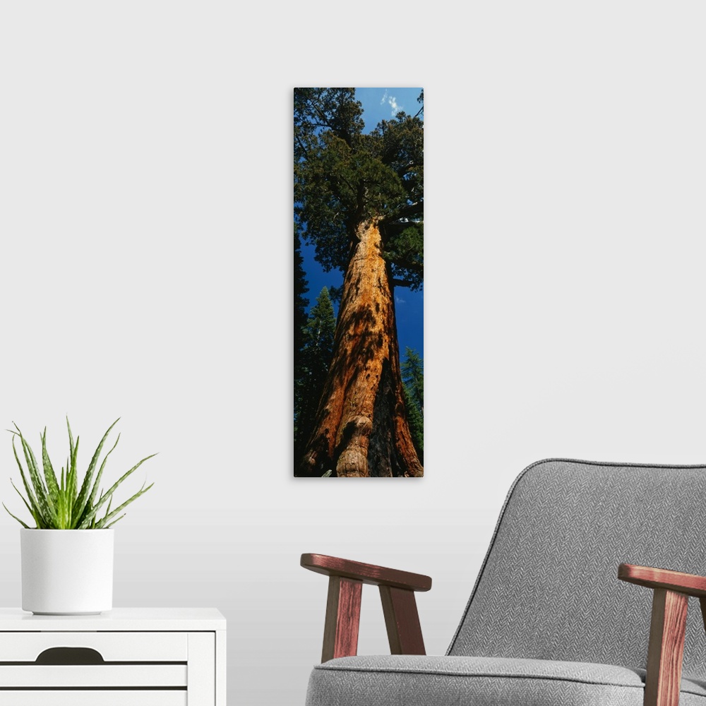 A modern room featuring Vertical photograph on a giant wall hanging of Grizzly Giant, the large redwood sequoia in Yosemi...