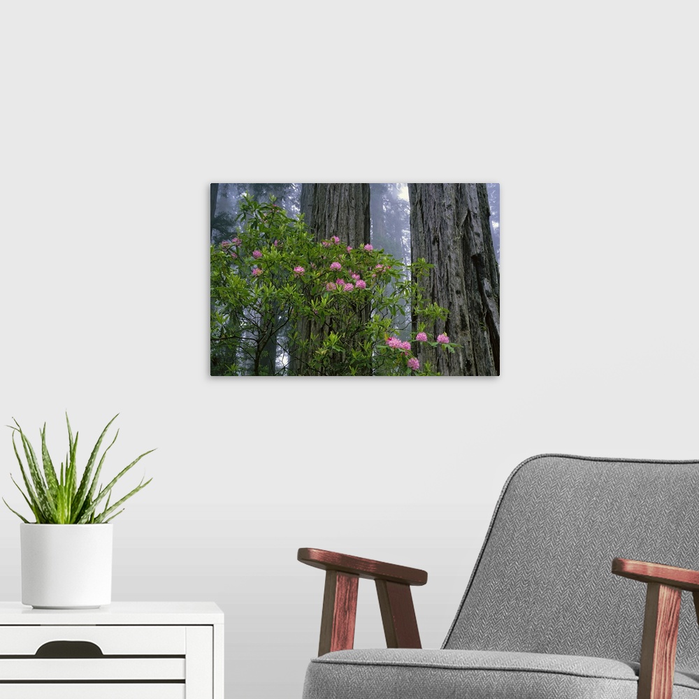A modern room featuring The trunks of redwood trees are photographed with a small bush of pink flowers just in front of t...
