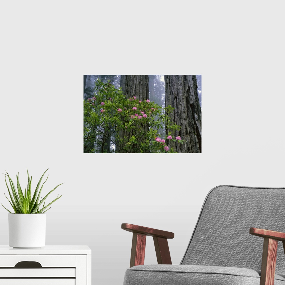 A modern room featuring The trunks of redwood trees are photographed with a small bush of pink flowers just in front of t...