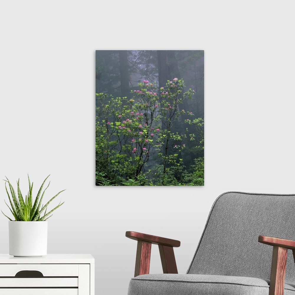 A modern room featuring California, Redwood trees, Rhododendron flowers in the forest