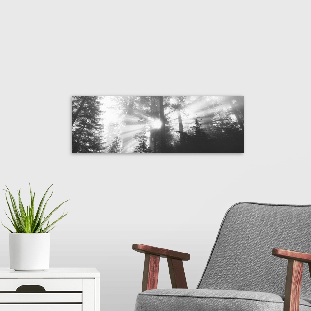 A modern room featuring Black-and-white panoramic photo of sunlight shining through the trees in the Redwood forest in Ca...