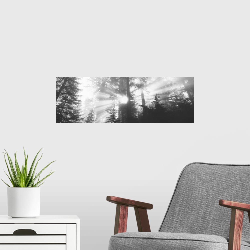 A modern room featuring Black-and-white panoramic photo of sunlight shining through the trees in the Redwood forest in Ca...