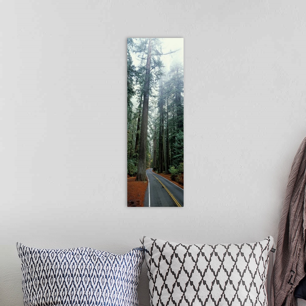 A bohemian room featuring California, Redwoods Park, road