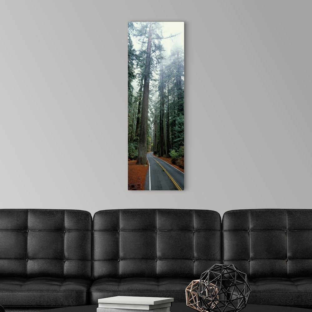A modern room featuring California, Redwoods Park, road