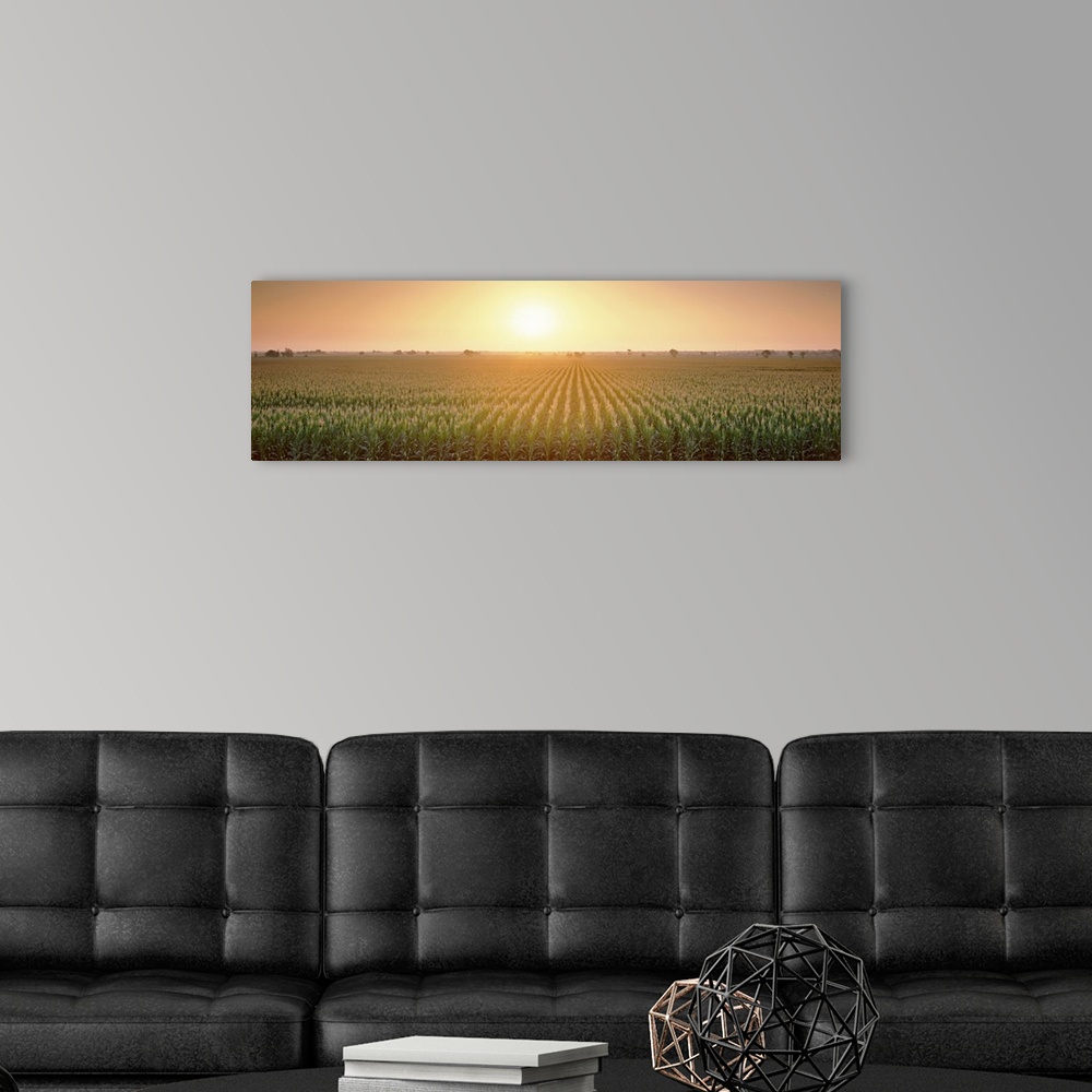 A modern room featuring A panoramic photograph of farmland filled with corn growing in straight rows.