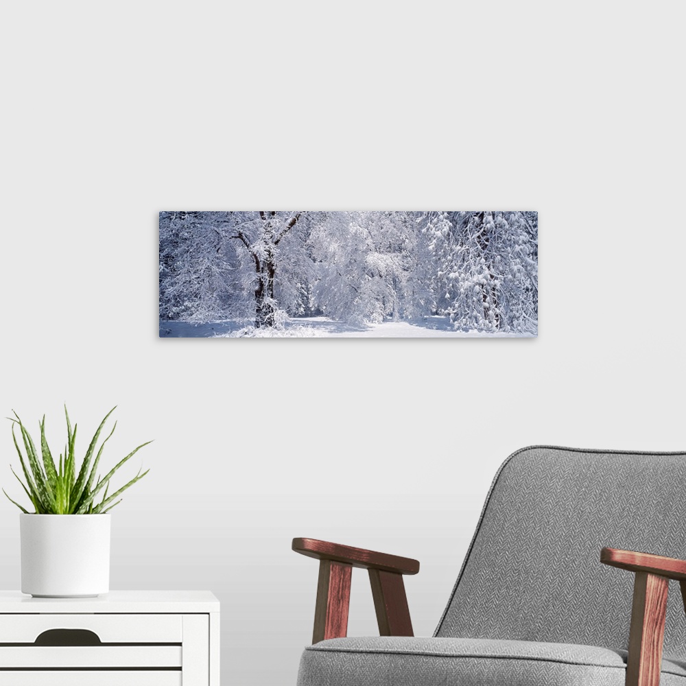 A modern room featuring California, Yosemite National Park, forest, winter