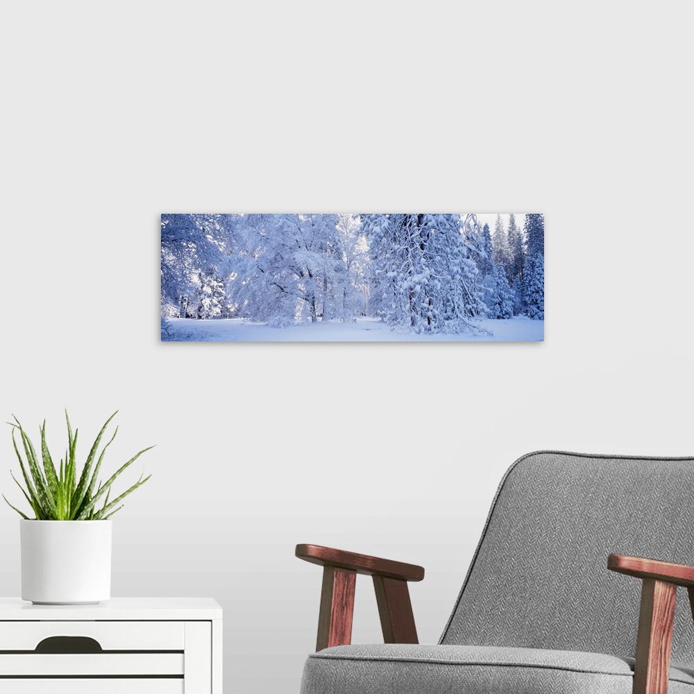 A modern room featuring California, Yosemite National Park, forest, winter