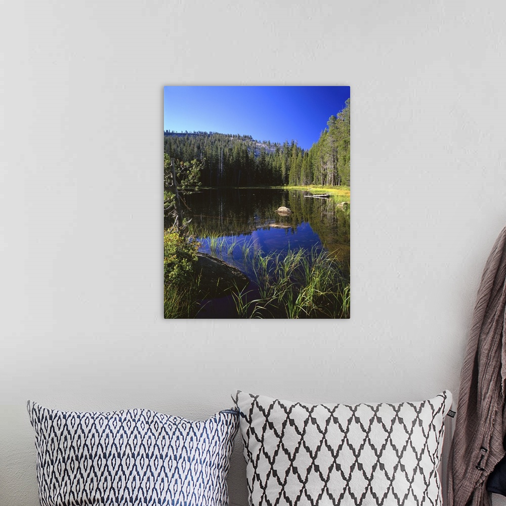 A bohemian room featuring California, Yosemite National Park, Reflection of tree and mountain in the water