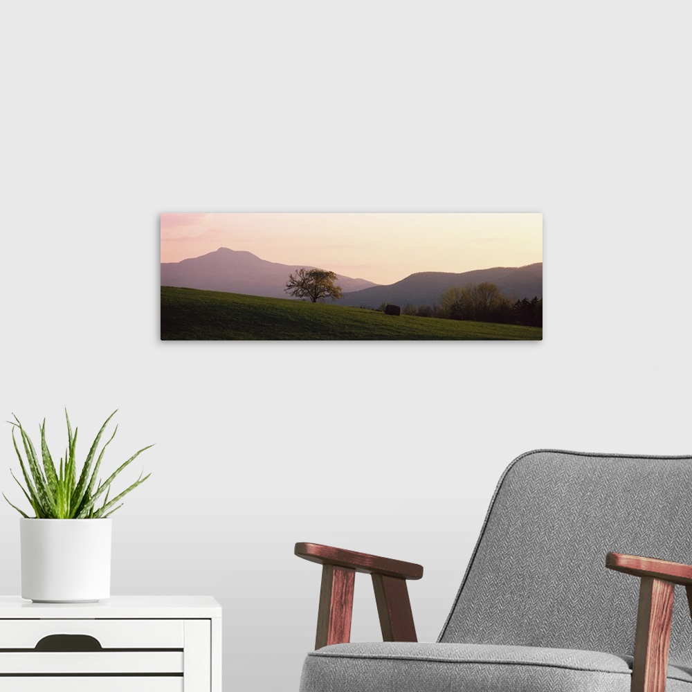 A modern room featuring Panoramic picture of a lone tree standing in the middle of a rolling hill field at the base of Ne...