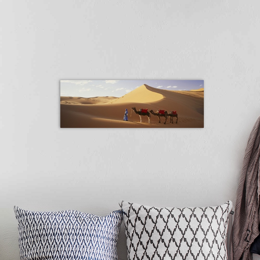 A bohemian room featuring Camels in Desert Morocco Africa