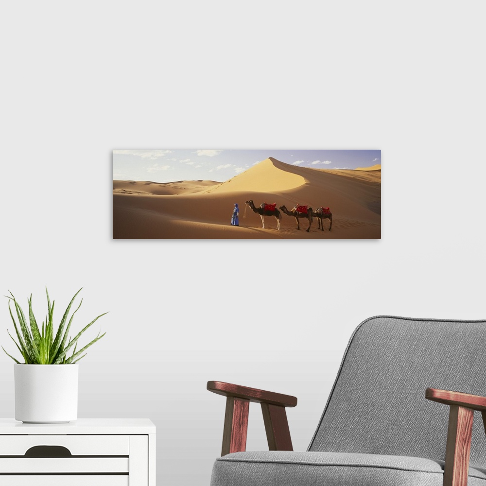 A modern room featuring Camels in Desert Morocco Africa