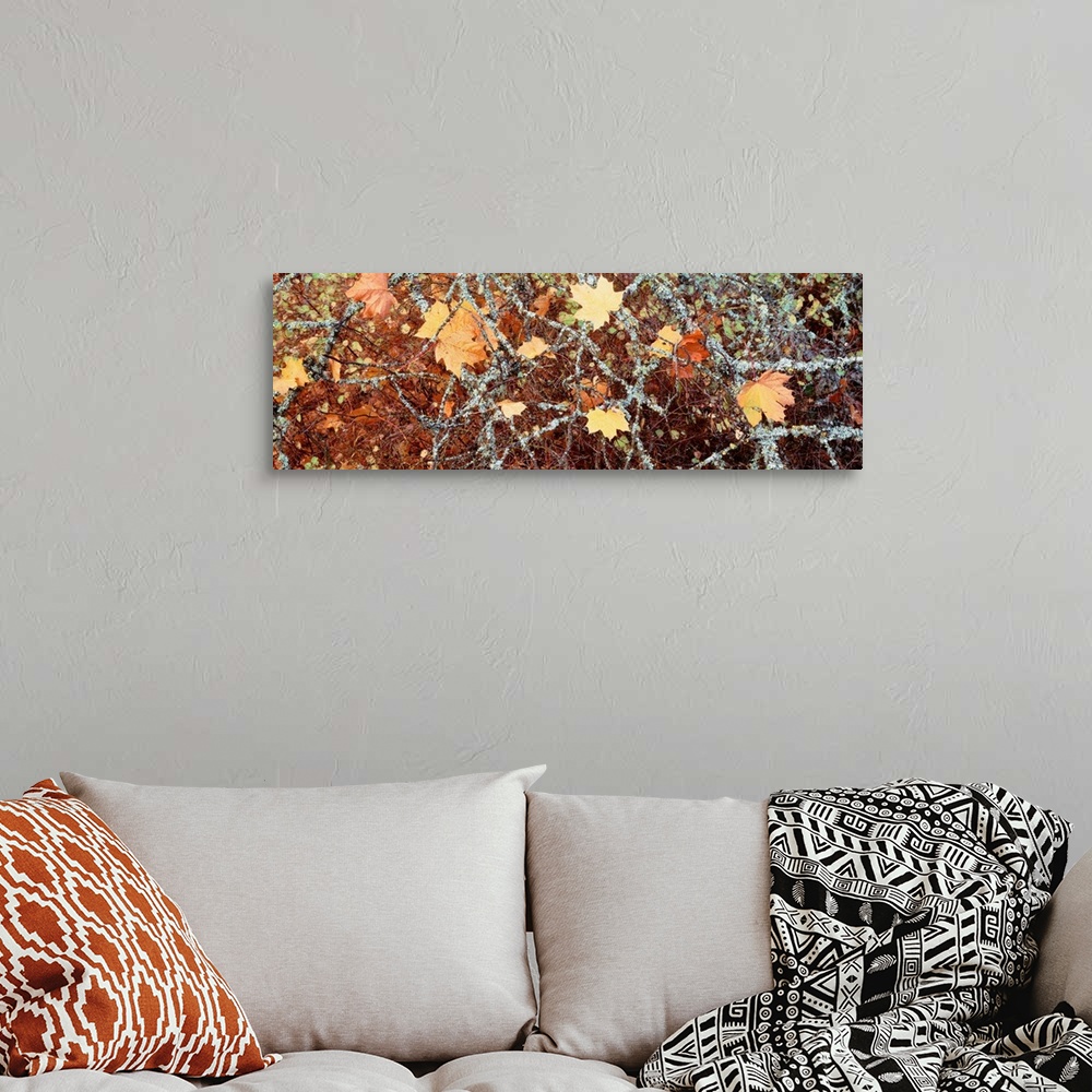 A bohemian room featuring Canada, British Columbia, Close-up of Maple Leaves