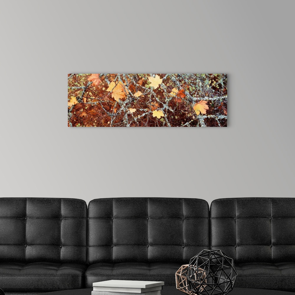 A modern room featuring Canada, British Columbia, Close-up of Maple Leaves