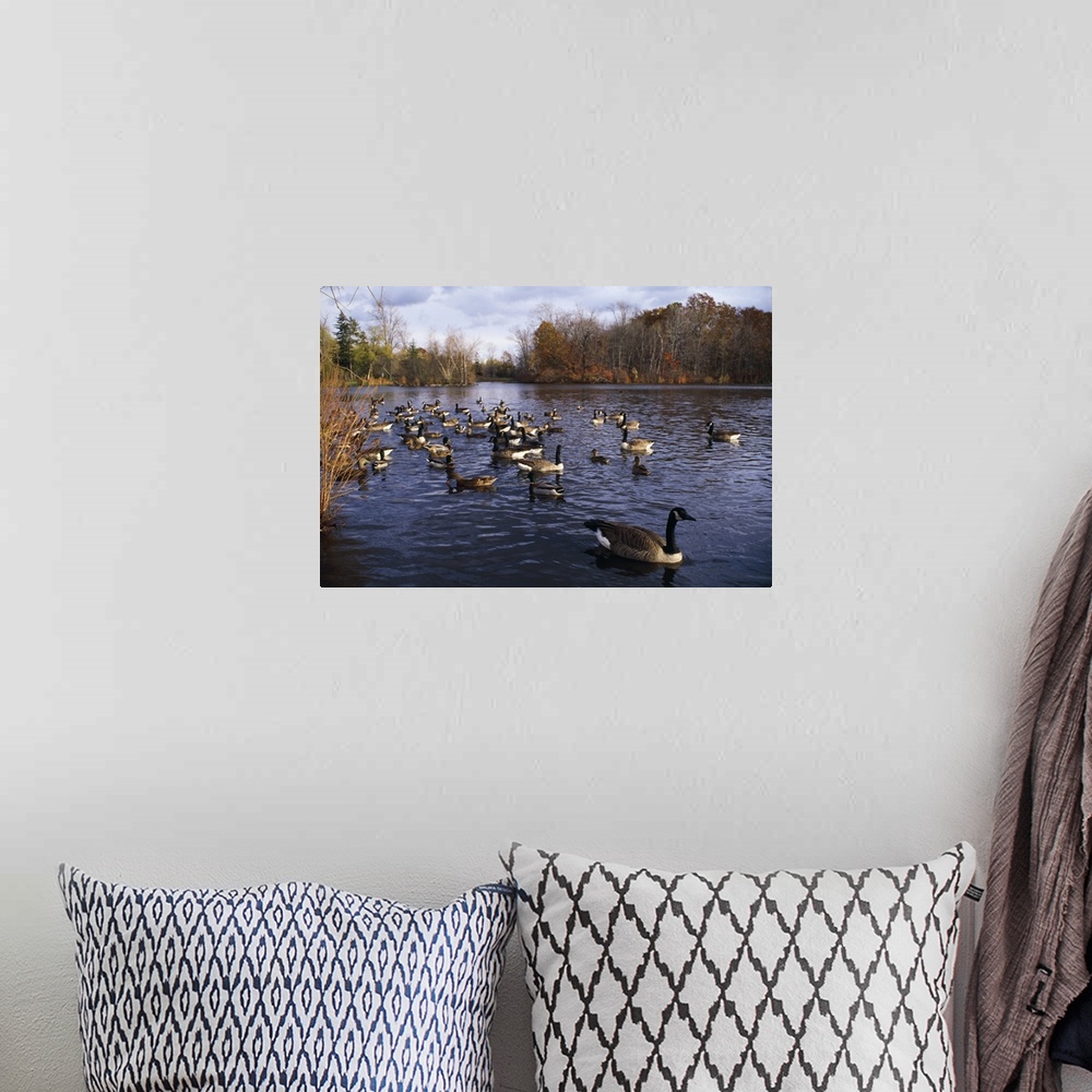 A bohemian room featuring Canada geese (Branta canadensis) and mallard ducks (Anas platyrhynchos) swimming on pond, New York