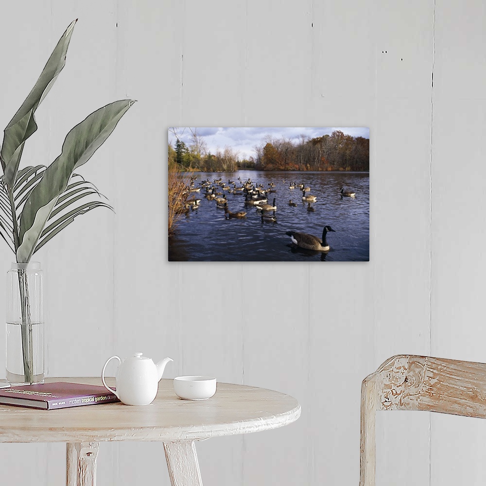 A farmhouse room featuring Canada geese (Branta canadensis) and mallard ducks (Anas platyrhynchos) swimming on pond, New York