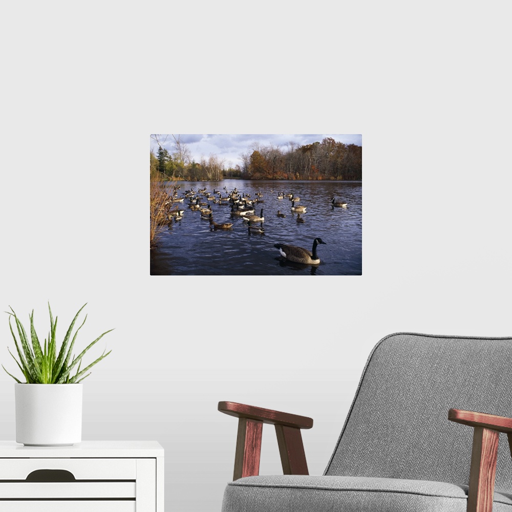A modern room featuring Canada geese (Branta canadensis) and mallard ducks (Anas platyrhynchos) swimming on pond, New York