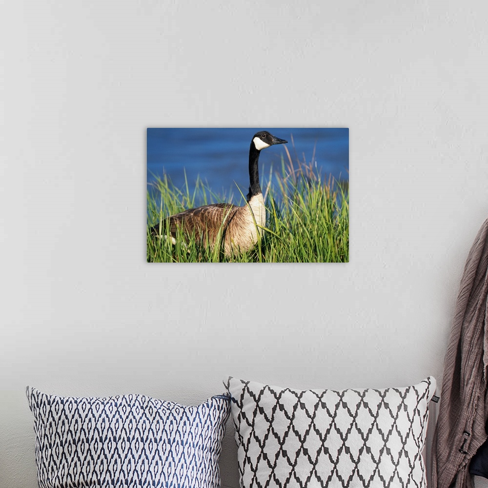 A bohemian room featuring Canada Goose (Branta Canadensis) In Tall Grass