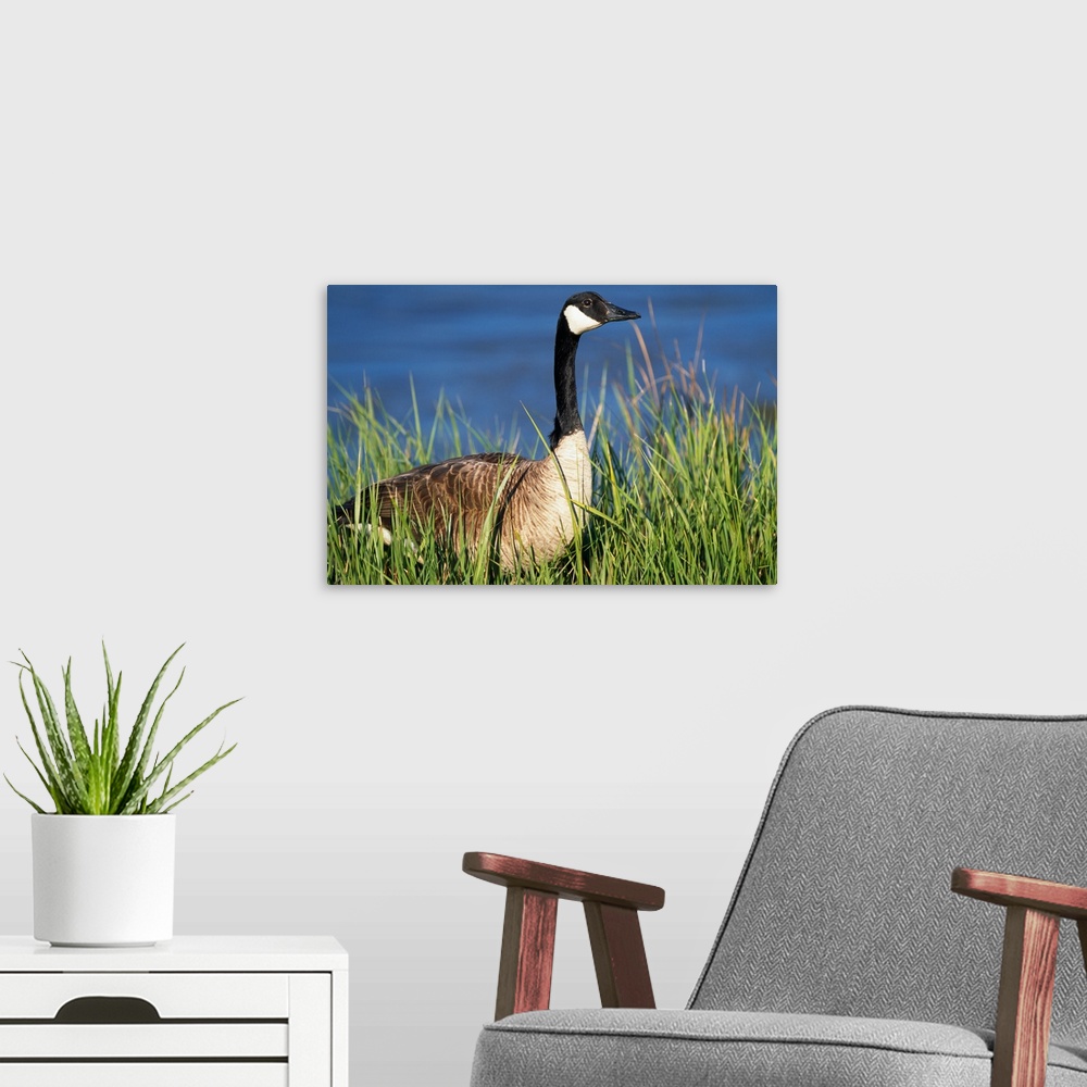 A modern room featuring Canada Goose (Branta Canadensis) In Tall Grass