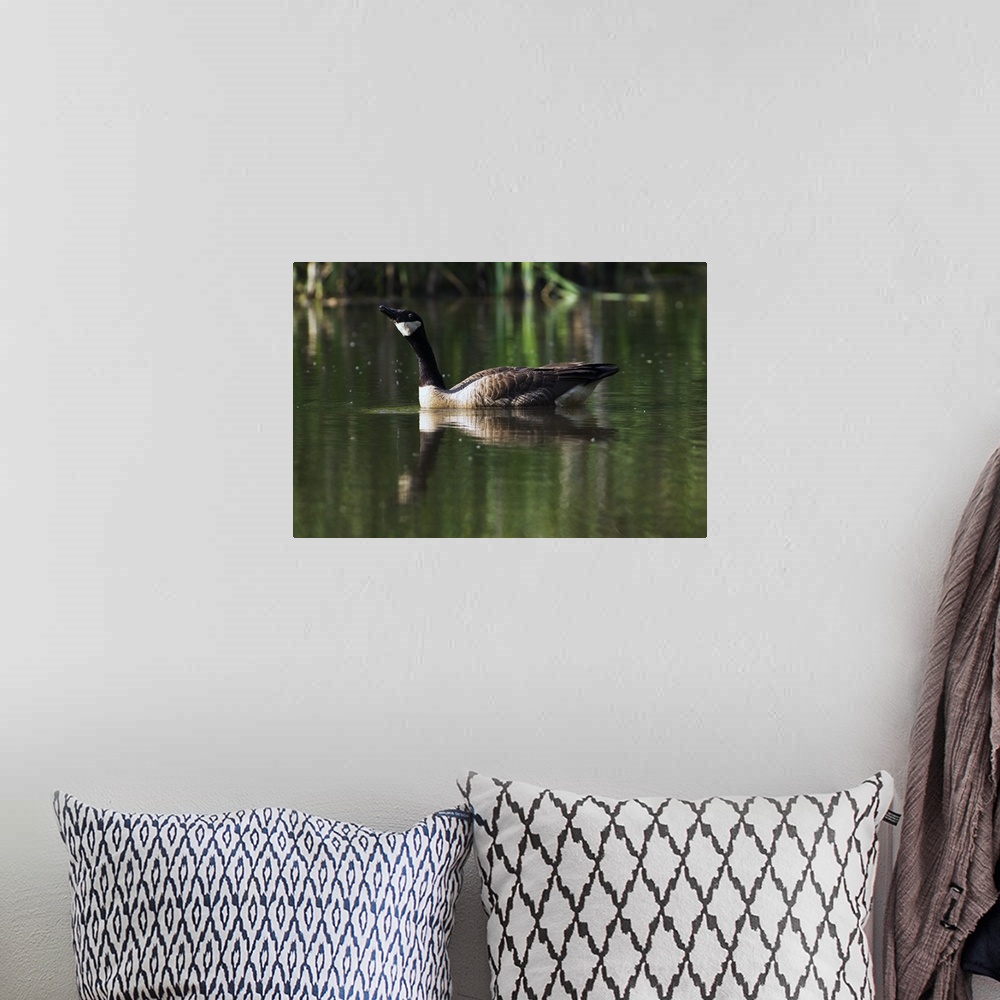 A bohemian room featuring Canada goose floating in pond, water reflection.