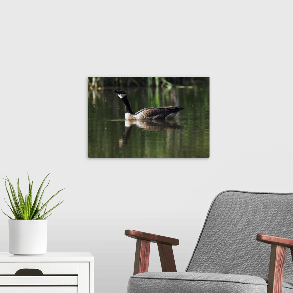 A modern room featuring Canada goose floating in pond, water reflection.