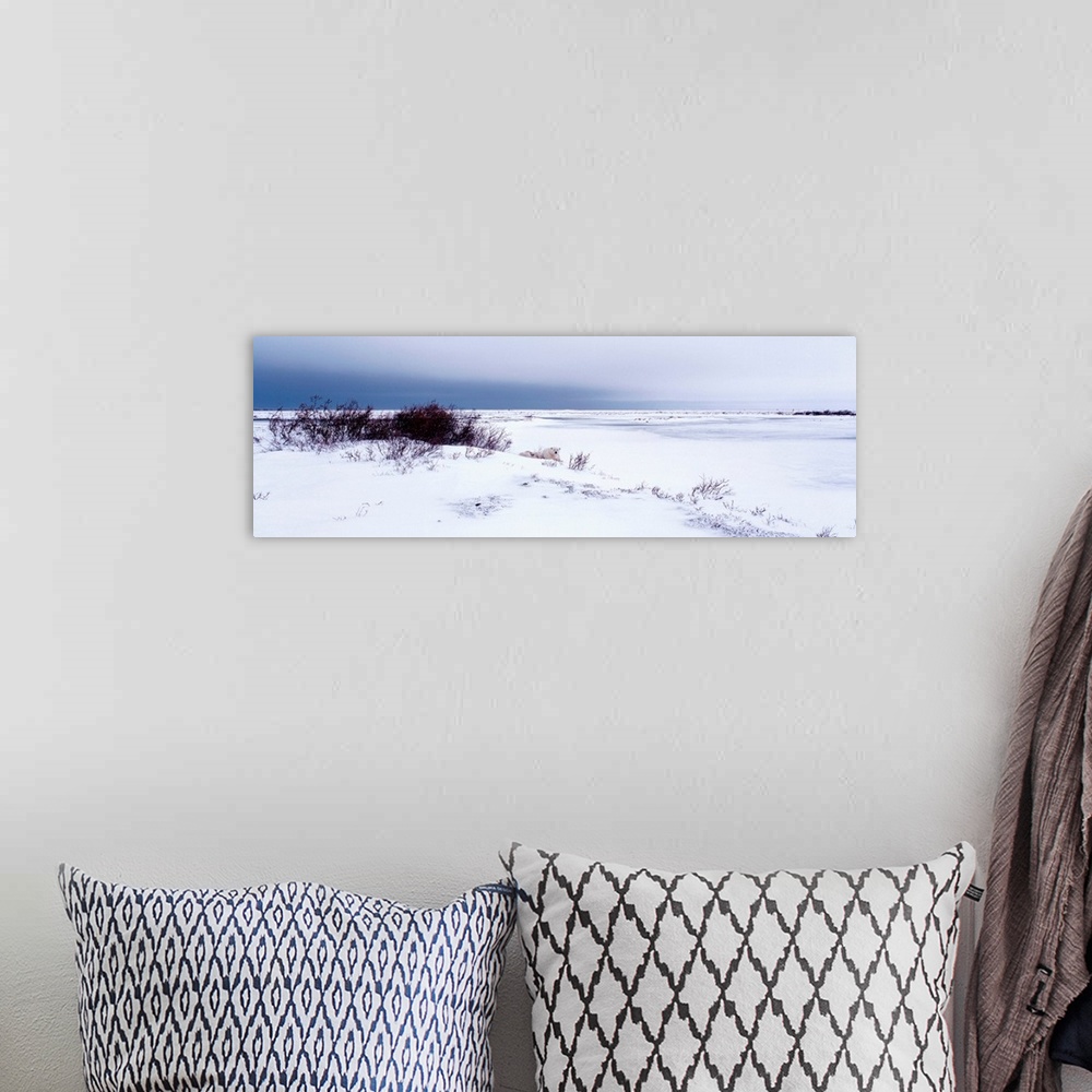 A bohemian room featuring Canada, Manitoba, View of resting Polar Bears in the snow
