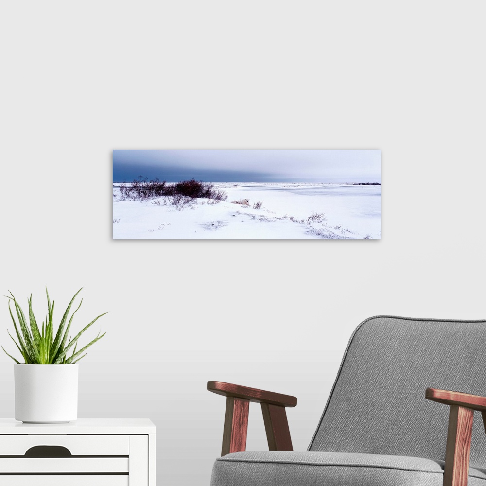 A modern room featuring Canada, Manitoba, View of resting Polar Bears in the snow