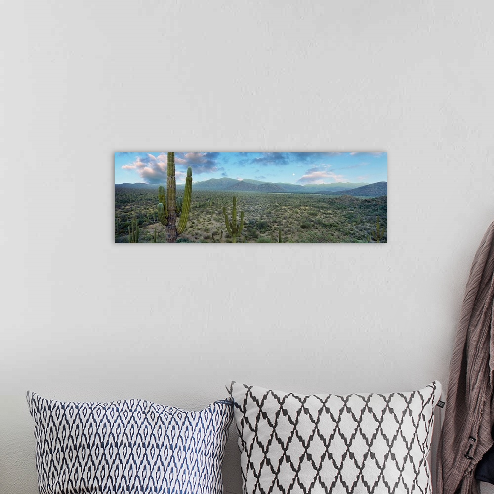 A bohemian room featuring Cardon cactus in Forest just north of Mulege, Baja California Sur, Mexico.