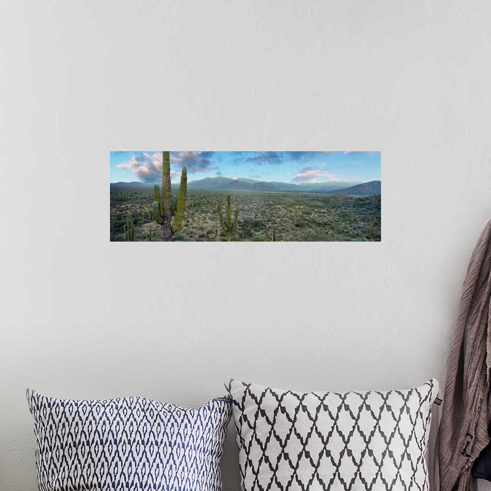 A bohemian room featuring Cardon cactus in Forest just north of Mulege, Baja California Sur, Mexico.