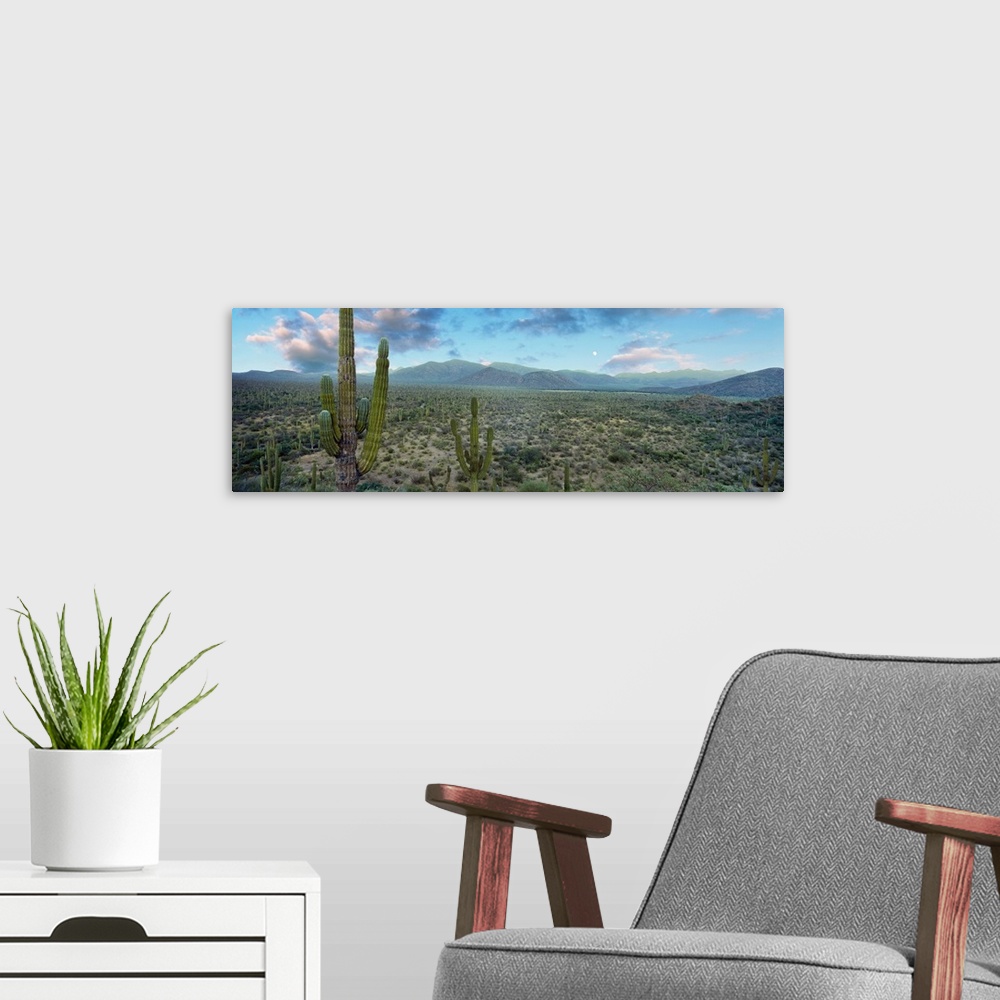 A modern room featuring Cardon cactus in Forest just north of Mulege, Baja California Sur, Mexico.