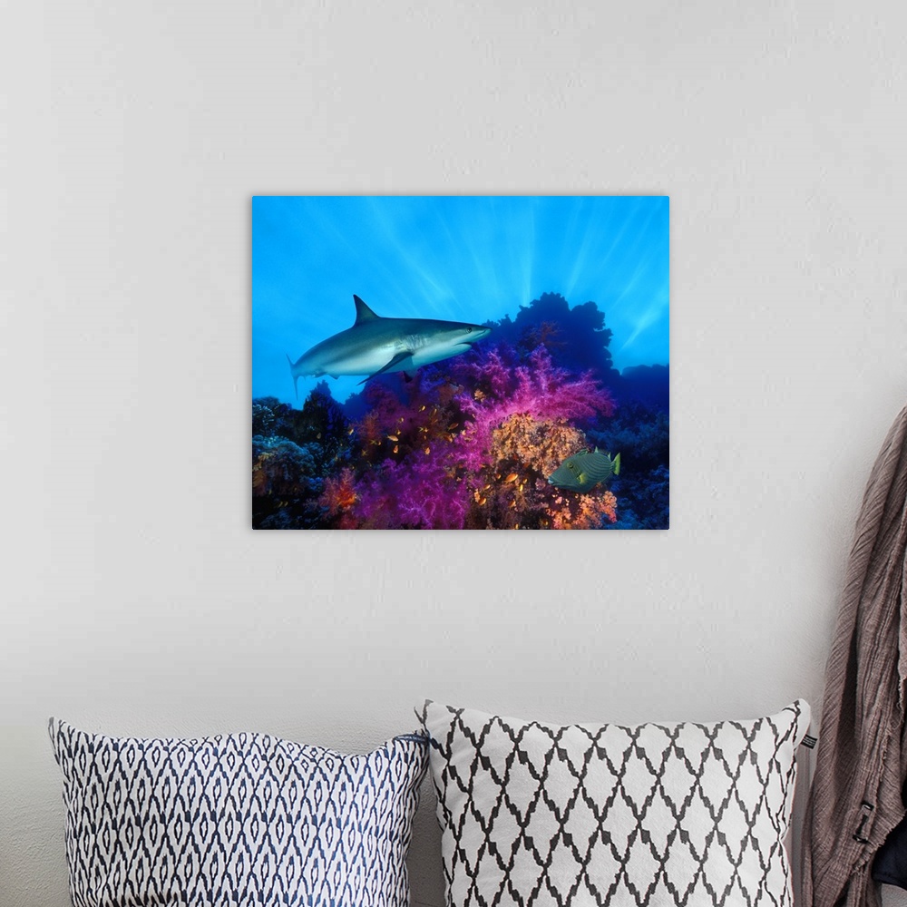 A bohemian room featuring Caribbean Reef shark (Carcharhinus perezi) and Soft corals in the ocean