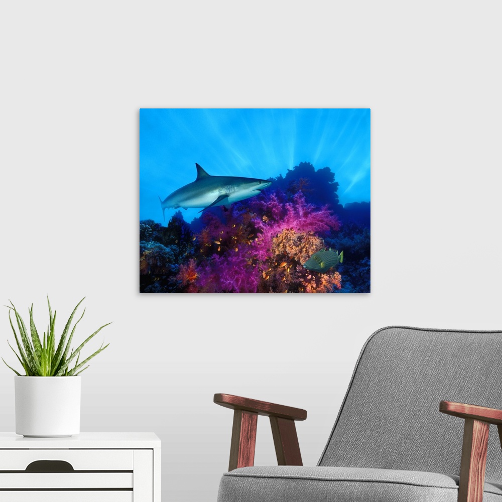 A modern room featuring Caribbean Reef shark (Carcharhinus perezi) and Soft corals in the ocean