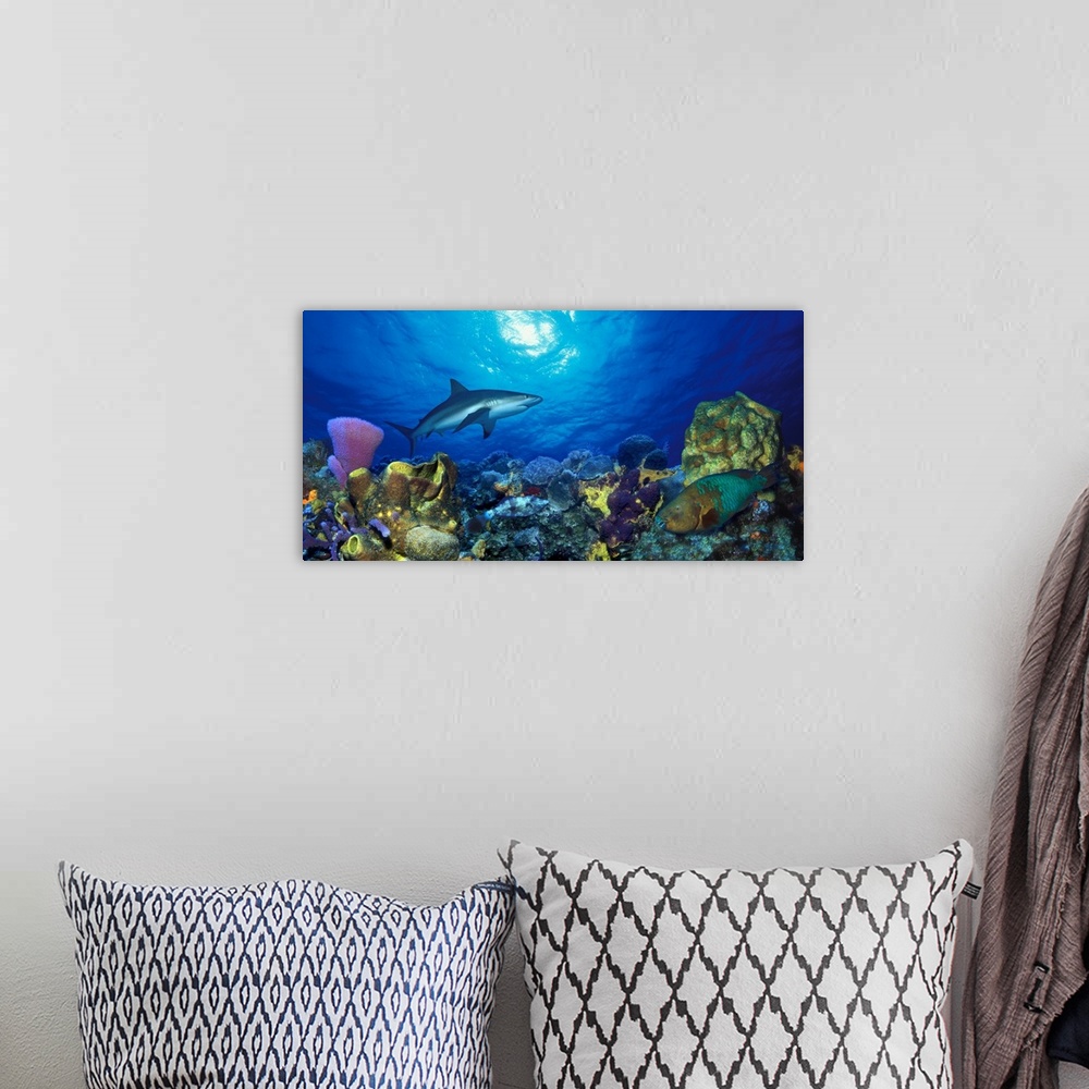 A bohemian room featuring Panoramic photograph of underwater sea life including colorful coral reef and fish.