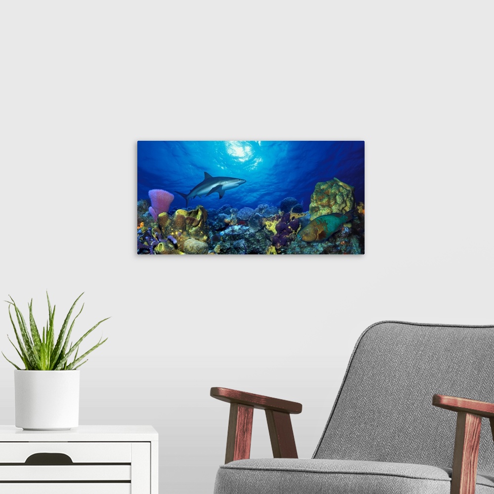 A modern room featuring Panoramic photograph of underwater sea life including colorful coral reef and fish.