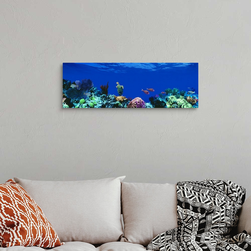 A bohemian room featuring Panoramic photograph of a several tropical fish swimming around a large coral reef beneath deep b...