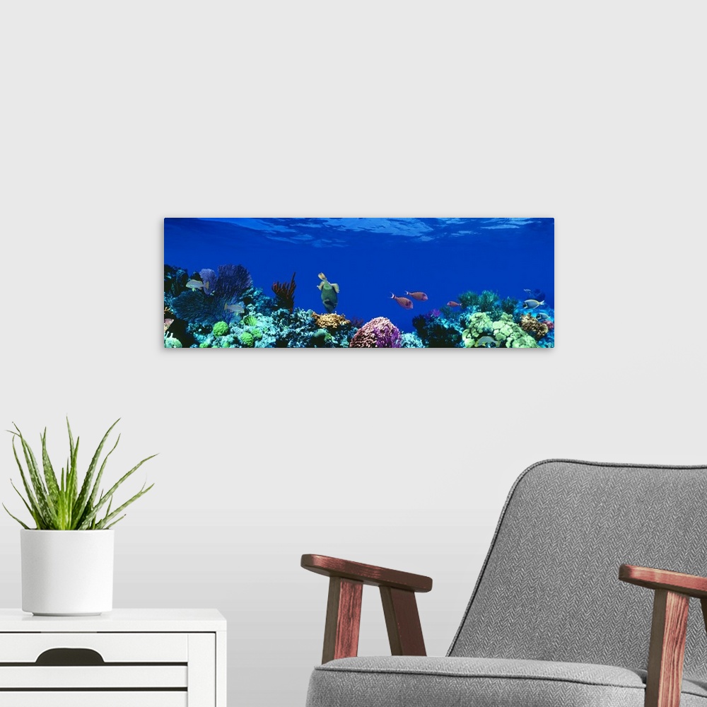 A modern room featuring Panoramic photograph of a several tropical fish swimming around a large coral reef beneath deep b...