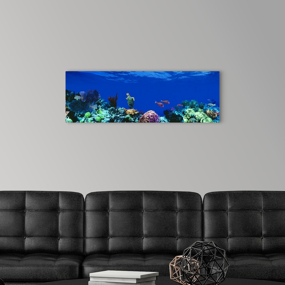 A modern room featuring Panoramic photograph of a several tropical fish swimming around a large coral reef beneath deep b...