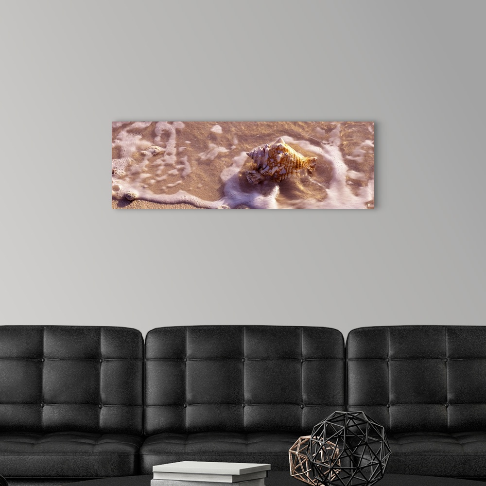 A modern room featuring Long panoramic artwork of a sea shell on the beach with water hitting it.