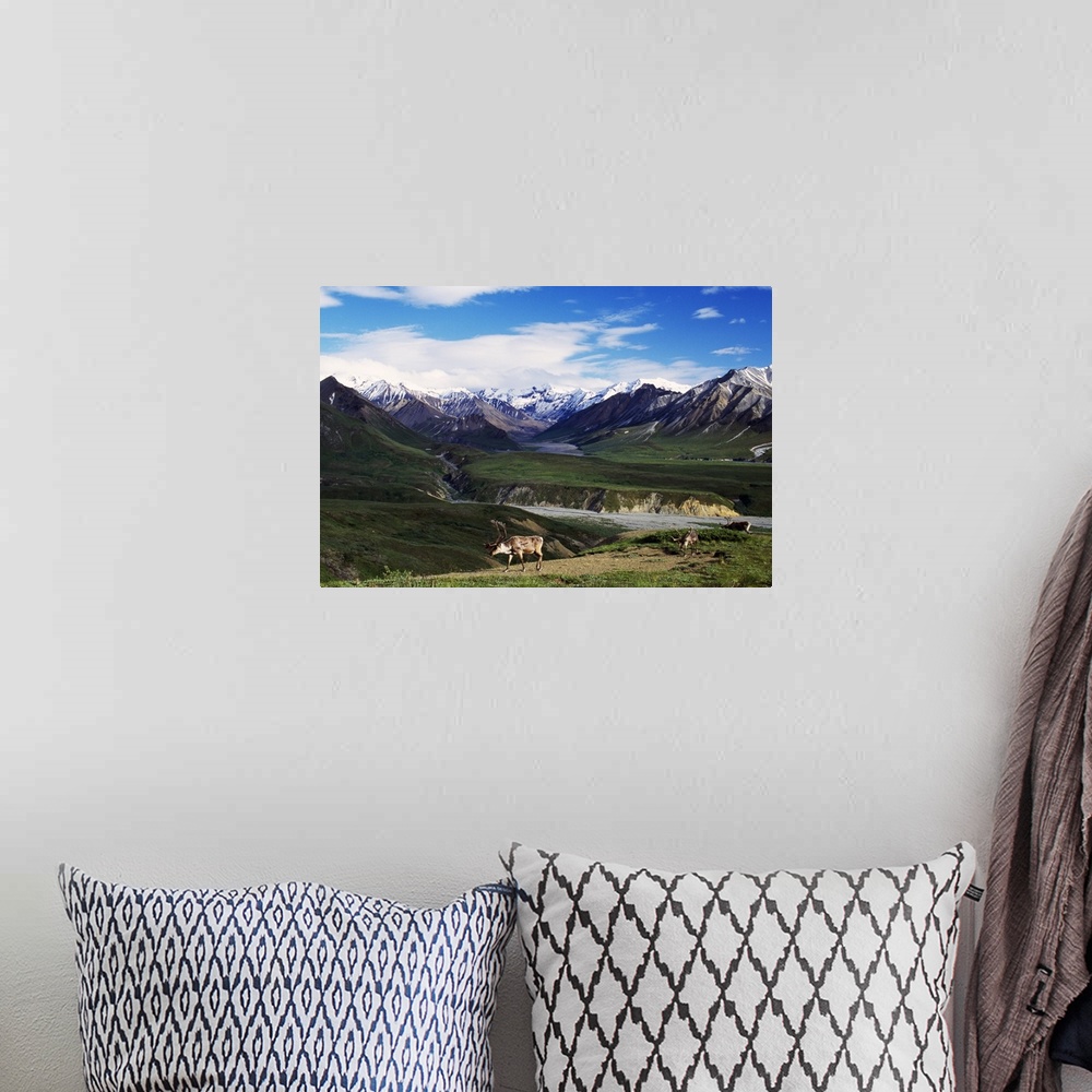 A bohemian room featuring Mountainous terrain lines the back of this photograph with caribou walking in the forefront and v...