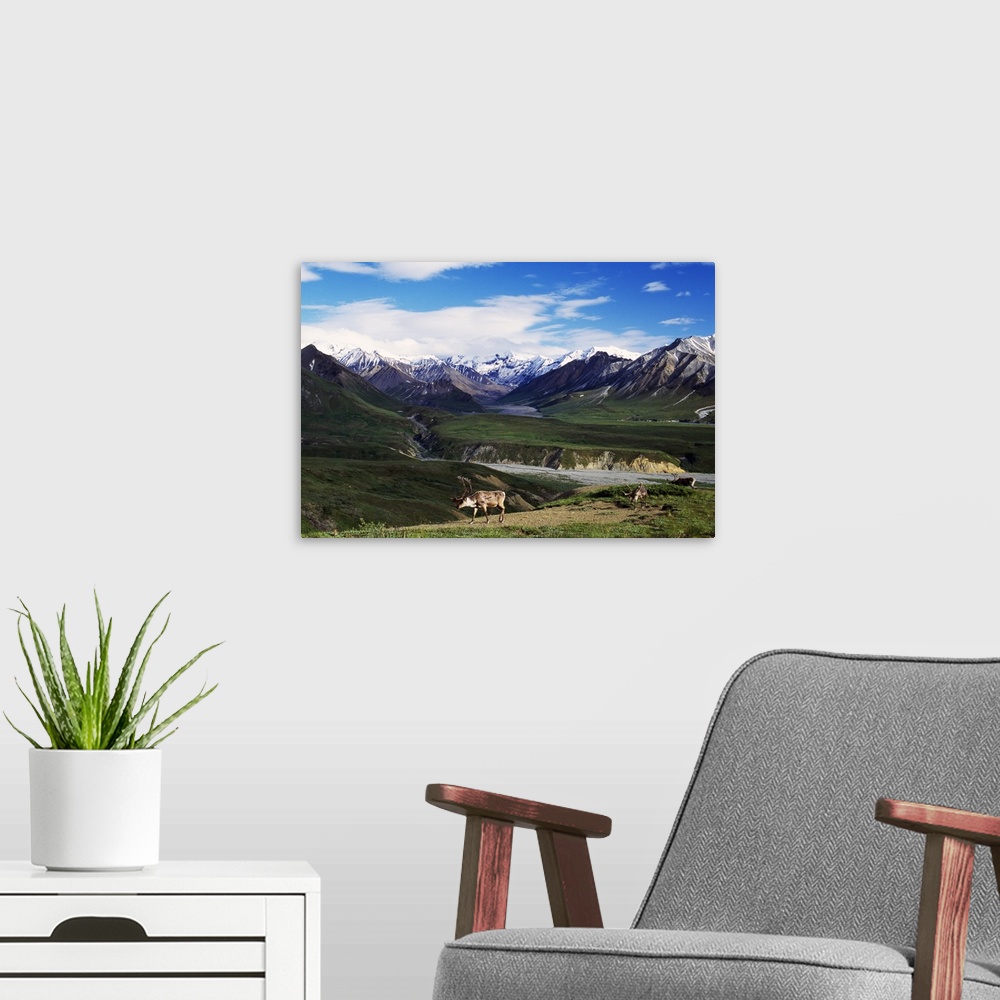 A modern room featuring Mountainous terrain lines the back of this photograph with caribou walking in the forefront and v...
