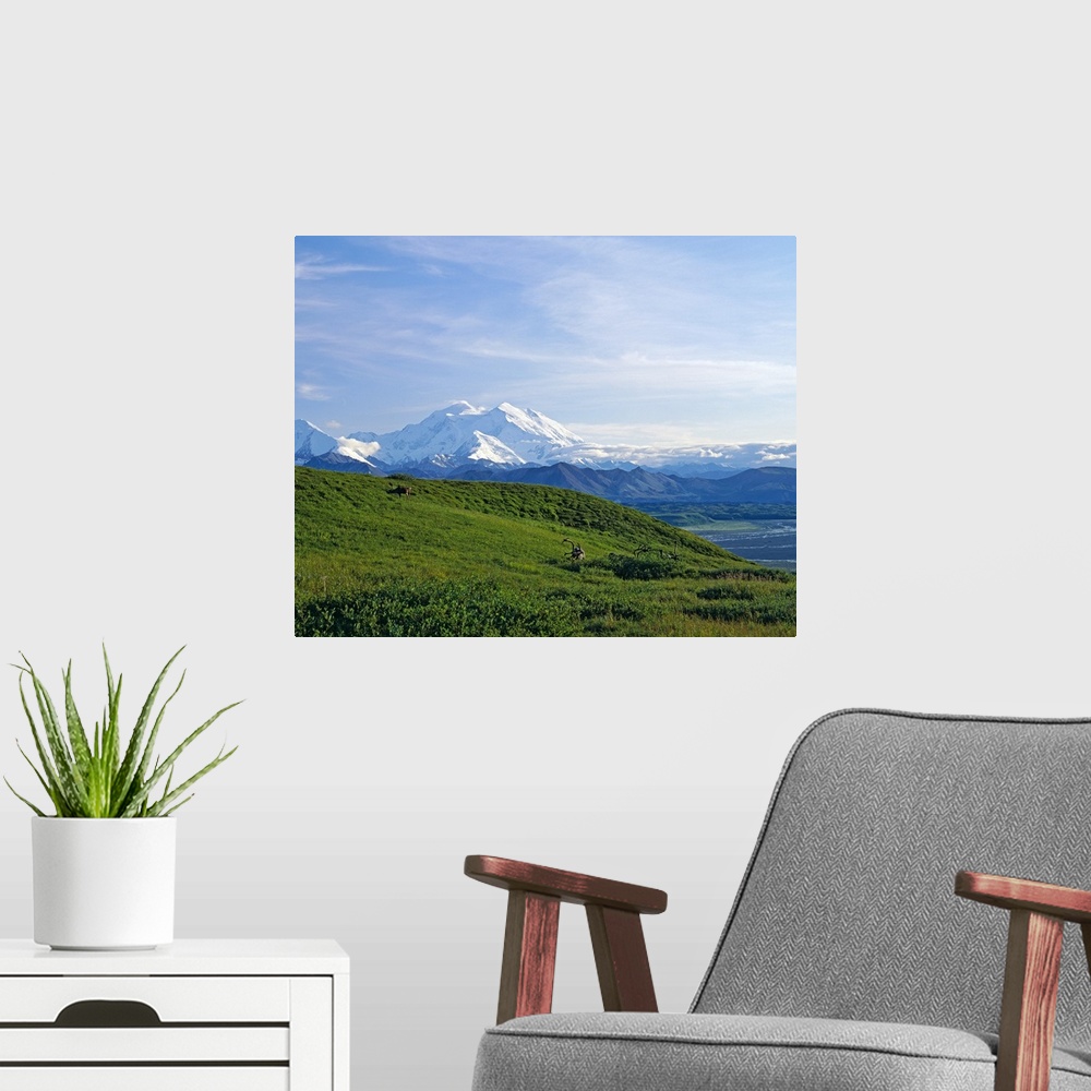 A modern room featuring Caribou (Rangifer caribou) migrating across tundra, distant Mount McKinley, Denali National Park,...